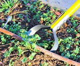 Skidger Xtreme Weeder