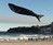 Life-Size Blue Whale Kite Life-Size Blue Whale Kite