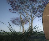 Armadillo Tea Canopy