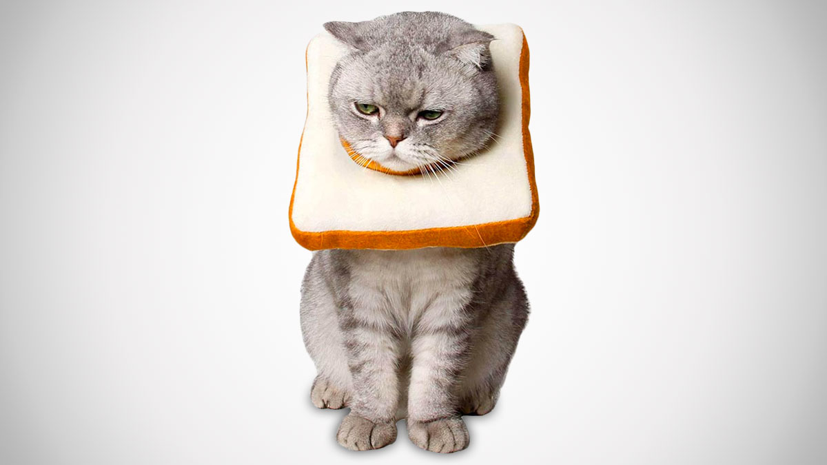 Slice of Bread Cat Cone