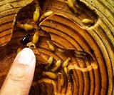 Termitat Termite Desktop Display