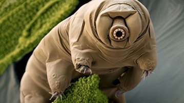 Ode to the Tardigrade: The Best Water Bear Merch Ode to the Tardigrade: The Best Water Bear Merch