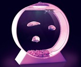 Pet Jellyfish Tank