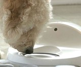 CleverPet Dog Gaming Console