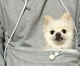 Mewgaroo Pet Pocket Hoodie