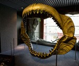 Chocolate Megalodon Shark Teeth