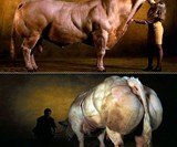 Double Muscled Belgian Blue Bull