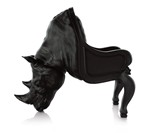 The Animal Chair Collection-6486