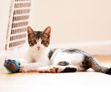 Indoor Hunting Cat Feeder