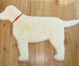 Labrador Rug