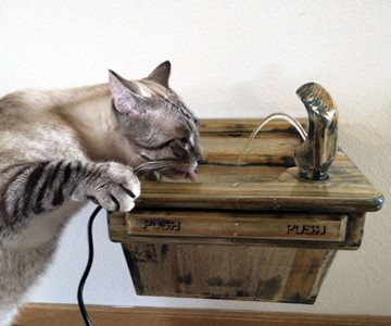 Cat Drinking Fountain Cat Drinking Fountain