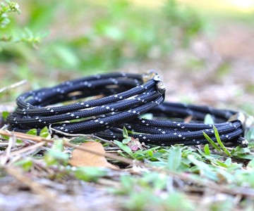 Rhino Unbreakable Shoelaces
