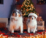Cuddle Clones - Realistic Stuffed Versions of Your Pet
