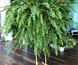 Bird Foot Plant Stand